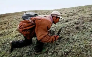西藏冬蟲夏草最大產(chǎn)地：那曲，自然饋贈(zèng)的珍寶之地