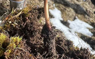 探秘純野生新鮮冬蟲夏草：大自然的珍稀饋贈(zèng)