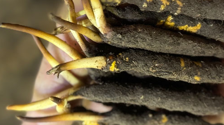 10 支裝<a href=http://m.cw298.com/xinxian/ target=_blank class=infotextkey>鮮冬蟲夏草價格</a>分析