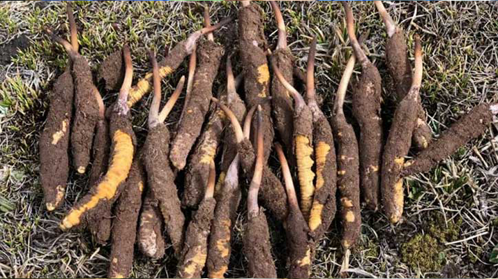 19歲能吃鮮冬蟲夏草嗎？