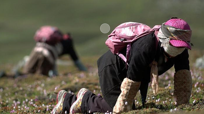 西藏<a href=http://m.cw298.com/xinxian/ target=_blank class=infotextkey>新<a href=http://m.cw298.com/xinxian/ target=_blank class=infotextkey>鮮冬蟲夏草</a></a>：雪域高原的神奇饋贈