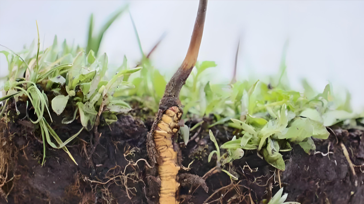 冬蟲(chóng)夏草鮮草：鮮活的生命力，至臻的養(yǎng)生之選
