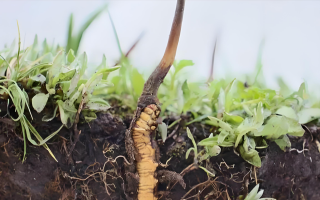 冬蟲夏草鮮草：鮮活的生命力，至臻的養(yǎng)生之選