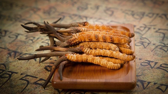 冬蟲(chóng)夏草新鮮價(jià)格探秘：每克多少錢？