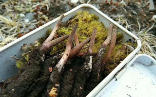 高海拔新鮮冬蟲夏草鑒定指南