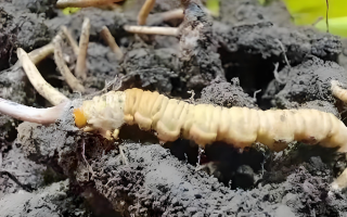 探尋新鮮冬蟲(chóng)夏草的蹤跡