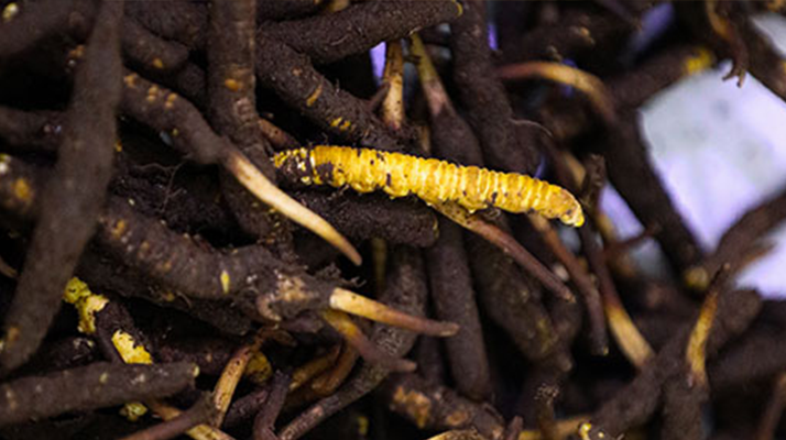 品鮮蟲草之妙，享滋補(bǔ)之道