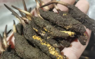 4月：新鮮冬蟲夏草批發(fā)正當(dāng)時(shí)