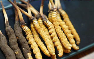 冬蟲夏草鮮草吃多久？科學食用周期與效果解析