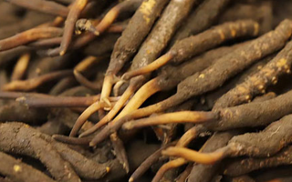 冬蟲(chóng)夏草鮮草的“黃金幾個(gè)月”：大自然的生命密碼