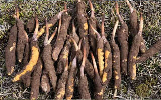 冬蟲夏草鮮草的黃金產(chǎn)區(qū)：雪域之上的生命密碼