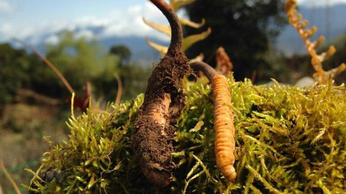 新鮮冬蟲夏草多少錢一斤？深度解析價(jià)格背后的奧秘