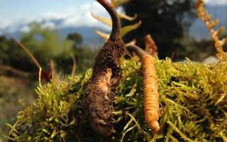 新鮮冬蟲夏草多少錢一斤？深度解析價(jià)格背后的奧秘