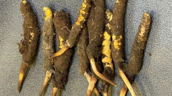 新鮮冬蟲(chóng)夏草處理指南：從清洗到保存的全流程攻略