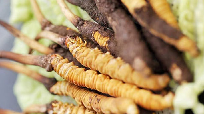 新鮮冬蟲夏草打包發(fā)貨全流程詳解：確保品質與時效的關鍵