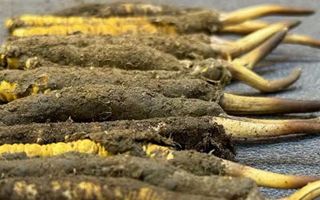 新鮮冬蟲(chóng)夏草吃幾克好？科學(xué)用量指南