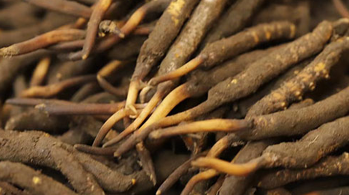 如何挑選<a href=http://m.cw298.com/xinxian/ target=_blank class=infotextkey>新<a href=http://m.cw298.com/xinxian/ target=_blank class=infotextkey>鮮冬蟲夏草</a></a>？掌握這幾個關(guān)鍵技巧