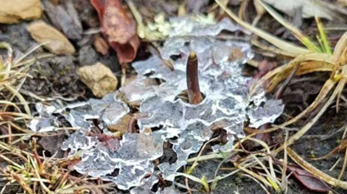 火眼金睛辨真?zhèn)危赫婕脔r冬蟲(chóng)夏草辨別指南