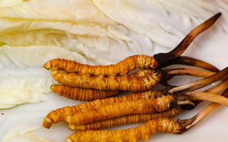 一克鮮草，千金之珍：探秘 1 克新鮮冬蟲夏草