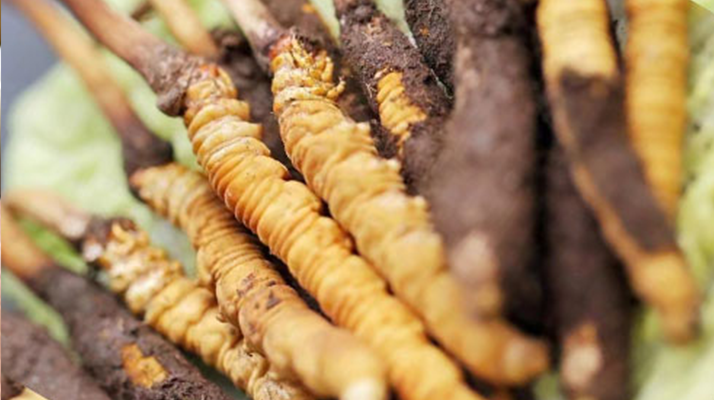 冬蟲夏草：干品與鮮品，誰更勝一籌？