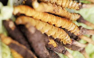 冬蟲夏草鮮草能賣多久？多因素影響下的售賣周期解析