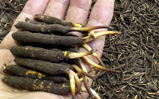 冬蟲夏草鮮草存放指南：鎖住營養(yǎng)與新鮮的秘籍