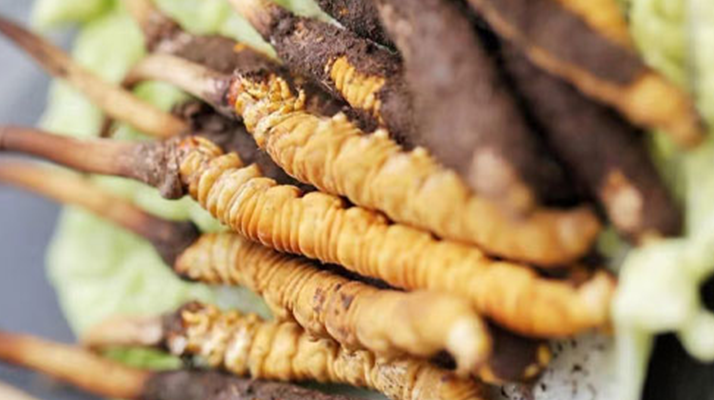 冬蟲(chóng)夏草鮮草可以生吃嗎？一文解讀食用真相