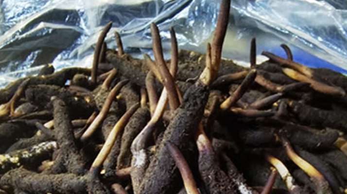 冬蟲夏草鮮草能不能泡酒？科學(xué)解析與實(shí)用指南