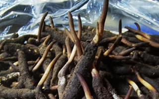 冬蟲夏草鮮草能不能泡酒？科學(xué)解析與實(shí)用指南