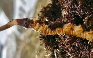 冬蟲(chóng)夏草的多樣吃法，解鎖滋補(bǔ)新體驗(yàn)