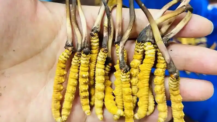 鮮冬蟲夏草出水怎么辦？實用處理指南