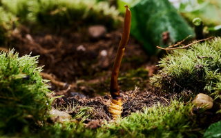 鮮香滋補！鮮冬蟲夏草燉雞湯的美味做法