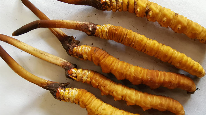 鮮冬蟲(chóng)夏草常溫能放多久？一文讀懂保存秘籍