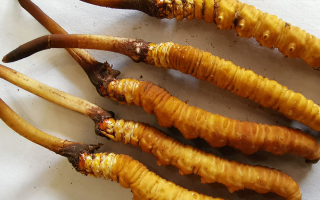 鮮冬蟲(chóng)夏草常溫能放多久？一文讀懂保存秘籍