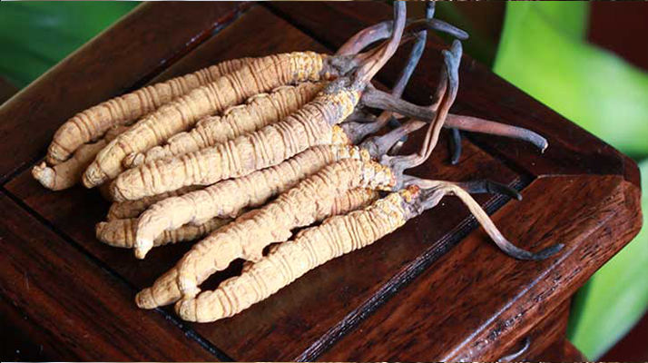 女孩家種冬蟲夏草好嗎？深度剖析種植可行性
