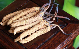 女孩家種冬蟲夏草好嗎？深度剖析種植可行性