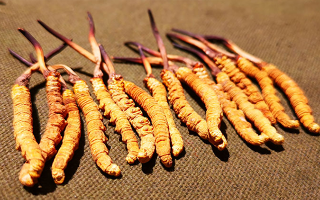 干海參 VS 冬蟲(chóng)夏草：兩種滋補(bǔ)珍品的差異全解析