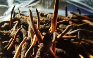 新鮮冬蟲夏草保存全攻略：鎖住營養(yǎng)，延長鮮味