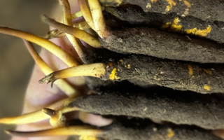 冬蟲夏草泡水喝，一次泡幾根最合適？