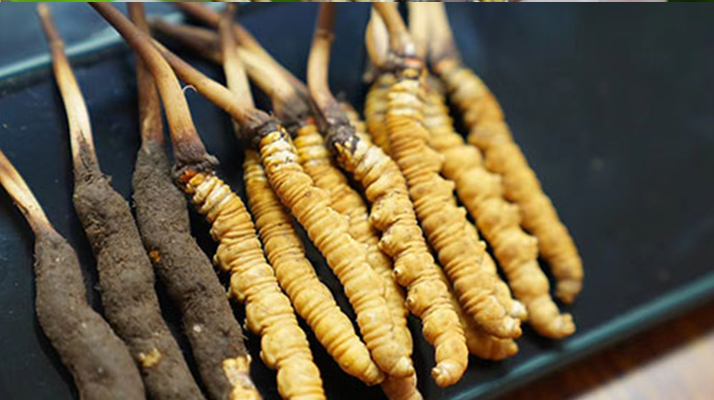 冬蟲夏草干品與鮮品大比拼：誰更勝一籌？