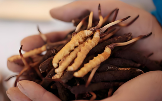 冬蟲夏草干鮮草的多樣吃法，解鎖滋補(bǔ)新方式? ? ? ?