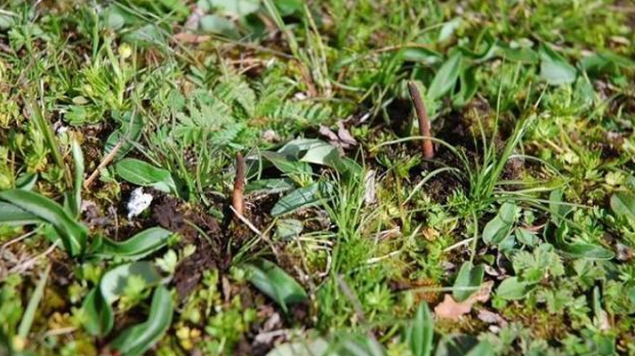 冬蟲夏草鮮草好不好喝？探尋獨特的味覺體驗