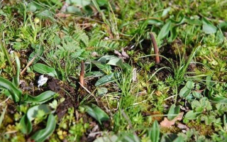 冬蟲夏草鮮草好不好喝？探尋獨特的味覺體驗