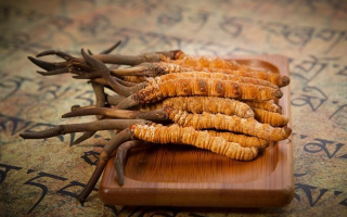 冬蟲夏草鮮草會上火嗎？科學(xué)解讀其食用特性