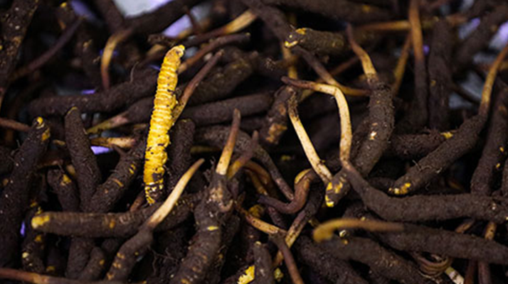 吃新鮮冬蟲夏草會(huì)過敏嗎？一文為你揭秘