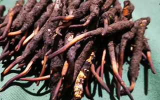 新鮮冬蟲夏草哪里買？全渠道選購(gòu)指南