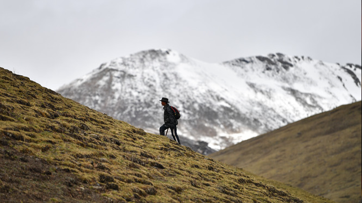 雪域珍寶：探秘鮮那曲冬蟲夏草的獨(dú)特魅力