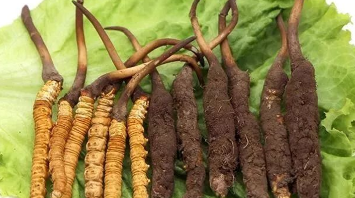 新鮮的冬蟲(chóng)夏草，更好嗎？