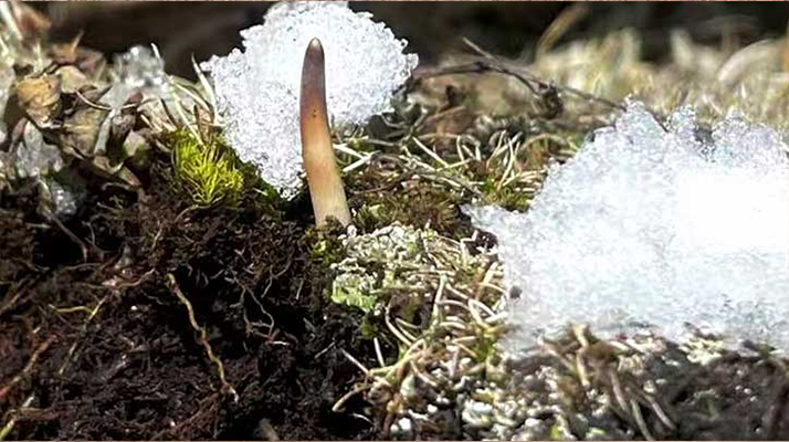 鮮冬蟲夏草燉湯多久能吃？科學(xué)燉煮時(shí)間全解析