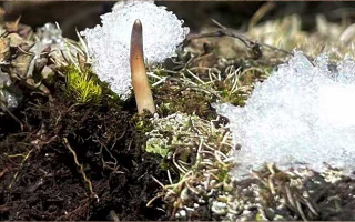 鮮冬蟲夏草燉湯多久能吃？科學(xué)燉煮時(shí)間全解析